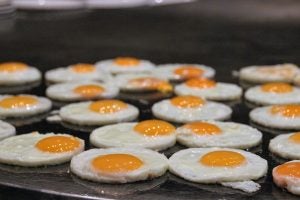 fried eggs