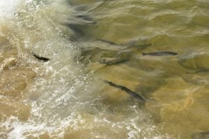 Wyoming Game and Fish Dept. Stocking Rainbow Trout