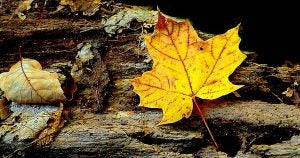 Yellow Autumn leaf fallen on a log