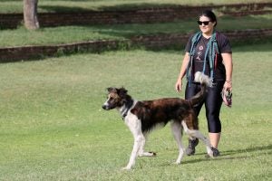 dog in the dog park