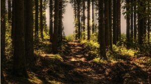 trees and trail