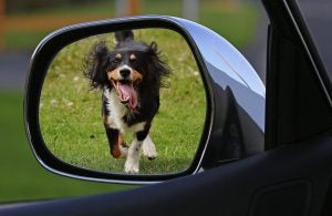 Dog Running in Side View Mirror