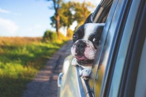 Dog Sticking Head Out of Car Window | Indianapolis, IN
