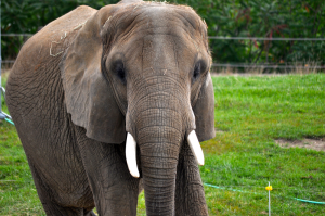 Elephant at Zoo