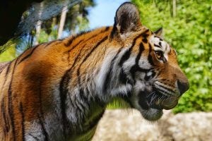 close up of a tiger at a zoo