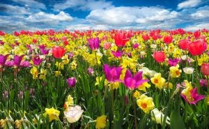 Spring Flowers in Indianapolis IN
