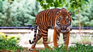 About the Indianapolis Zoo in Indianapolis, IN