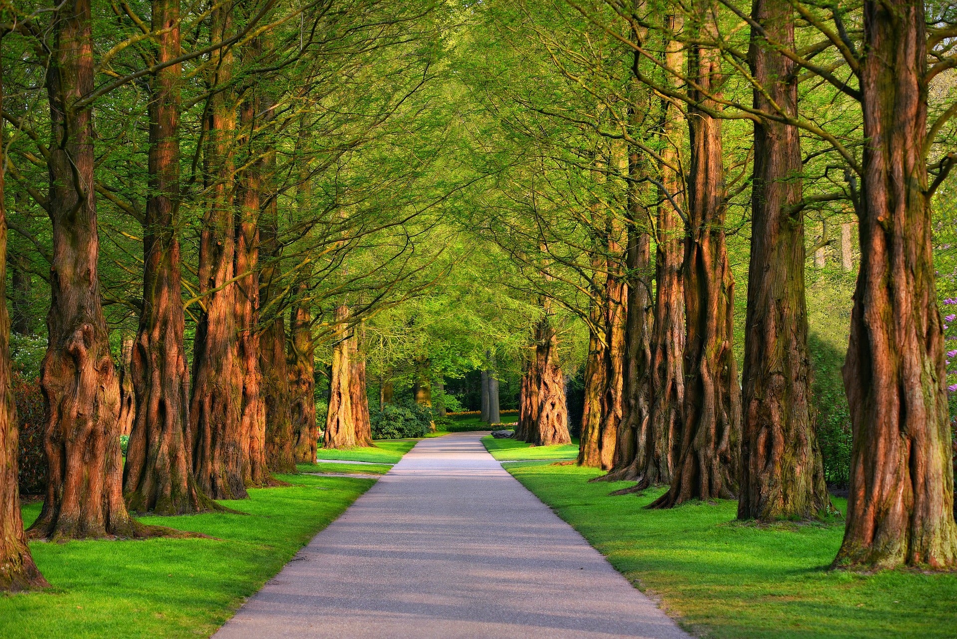 pathway-3596034_1920