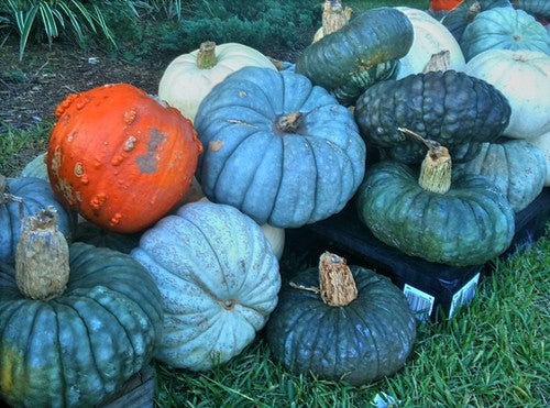 Pumpkin Farms in Rochester, MN | Car Dealership
