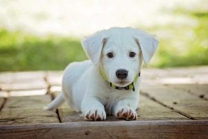 pet proofing your vehicle