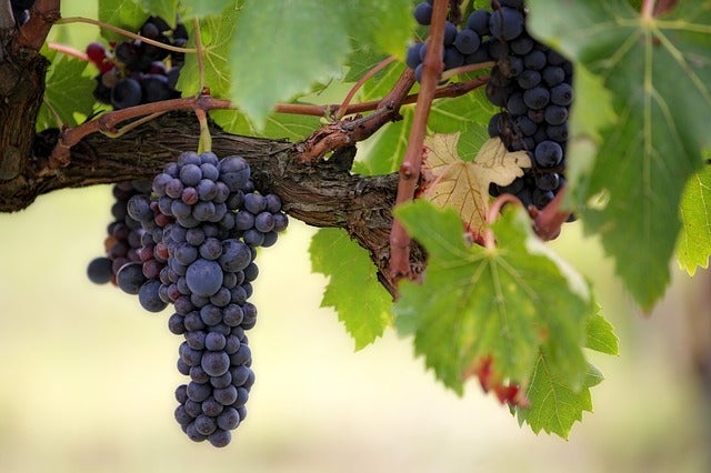 Wineries Near Rochester,MN | Car Dealership in Rochester, MN