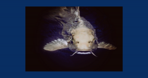 Catfish | Fox Toyota of El Paso in El Paso, TX