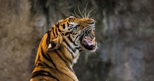 Tiger | Fox Toyota of El Paso