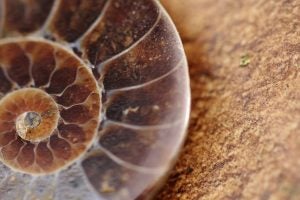 a fossil from the museum of science in boston, ma