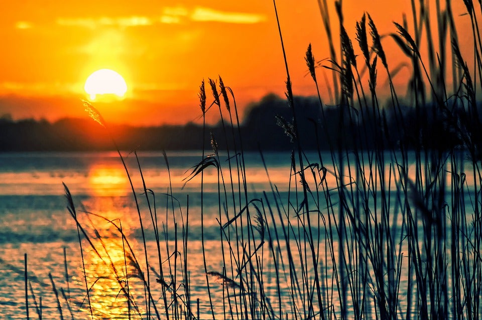 view of a lake with reeds in the foreground
