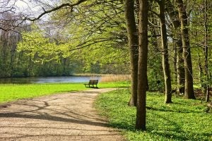 Park Bench by Lake During Spring