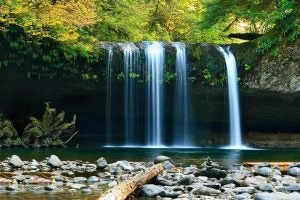 Waterfall in Forest