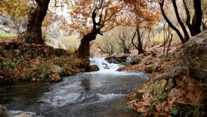 Park in Fall