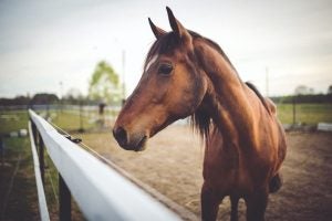 brown horse at fence