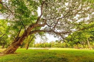 Tree at Park