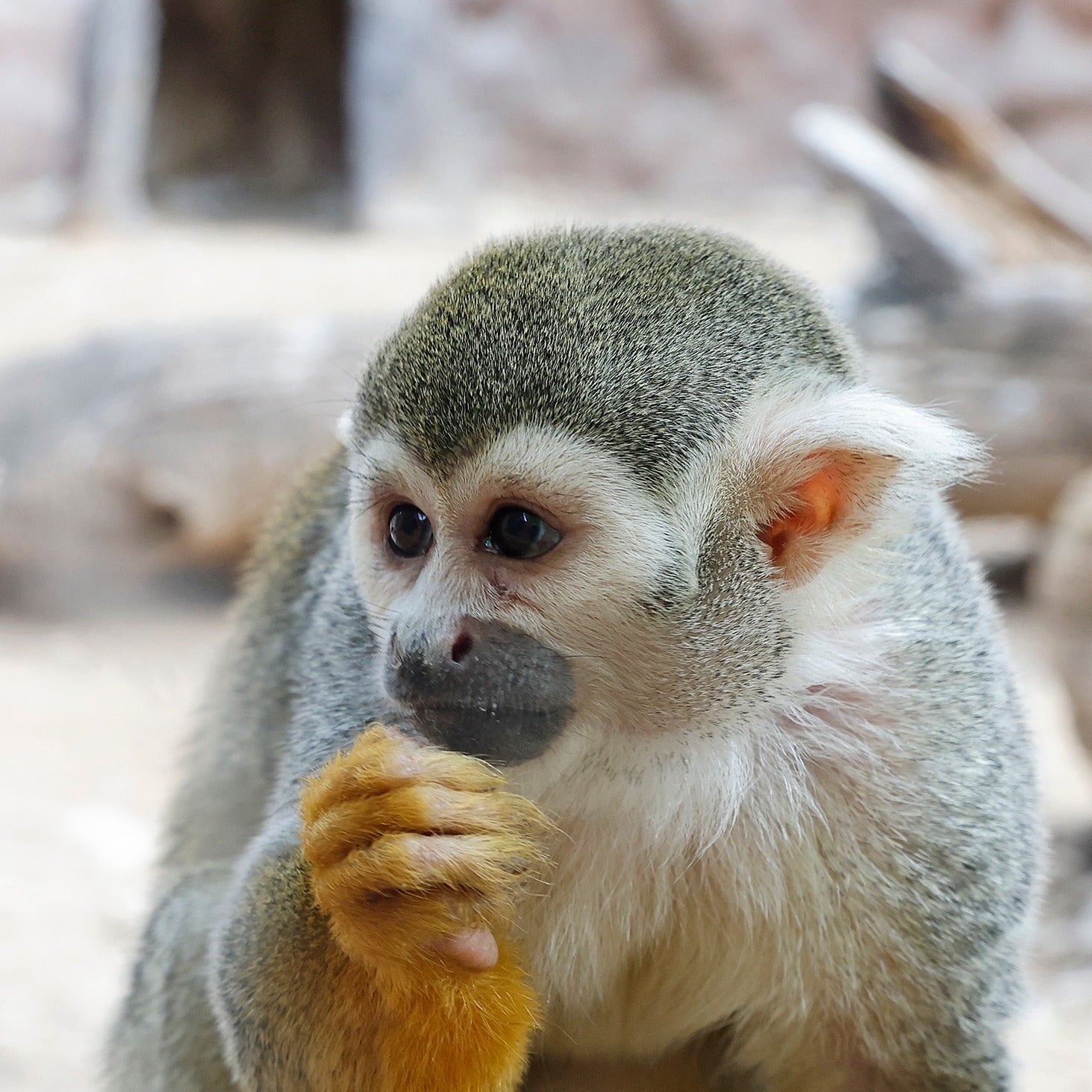 CPZ Waco Monkey