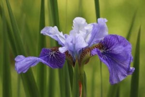 Santee CDJR: Spring Has Sprung: # Best Springtime Activities in Manning, SC