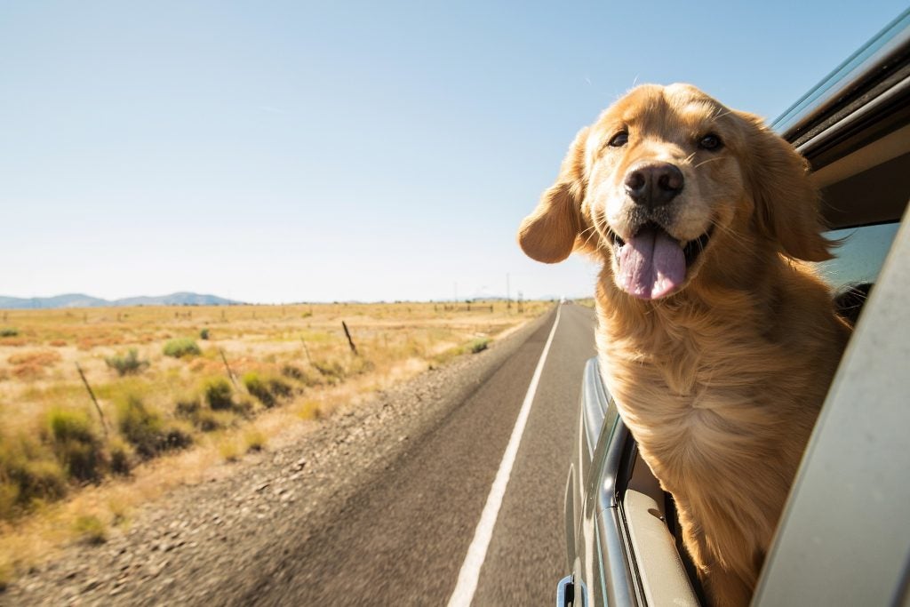 Image of a Golden Retriever sticking their hear out the window while driving down the road 