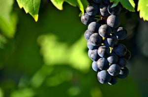 5 Must-Try Wineries in and Around Georgetown