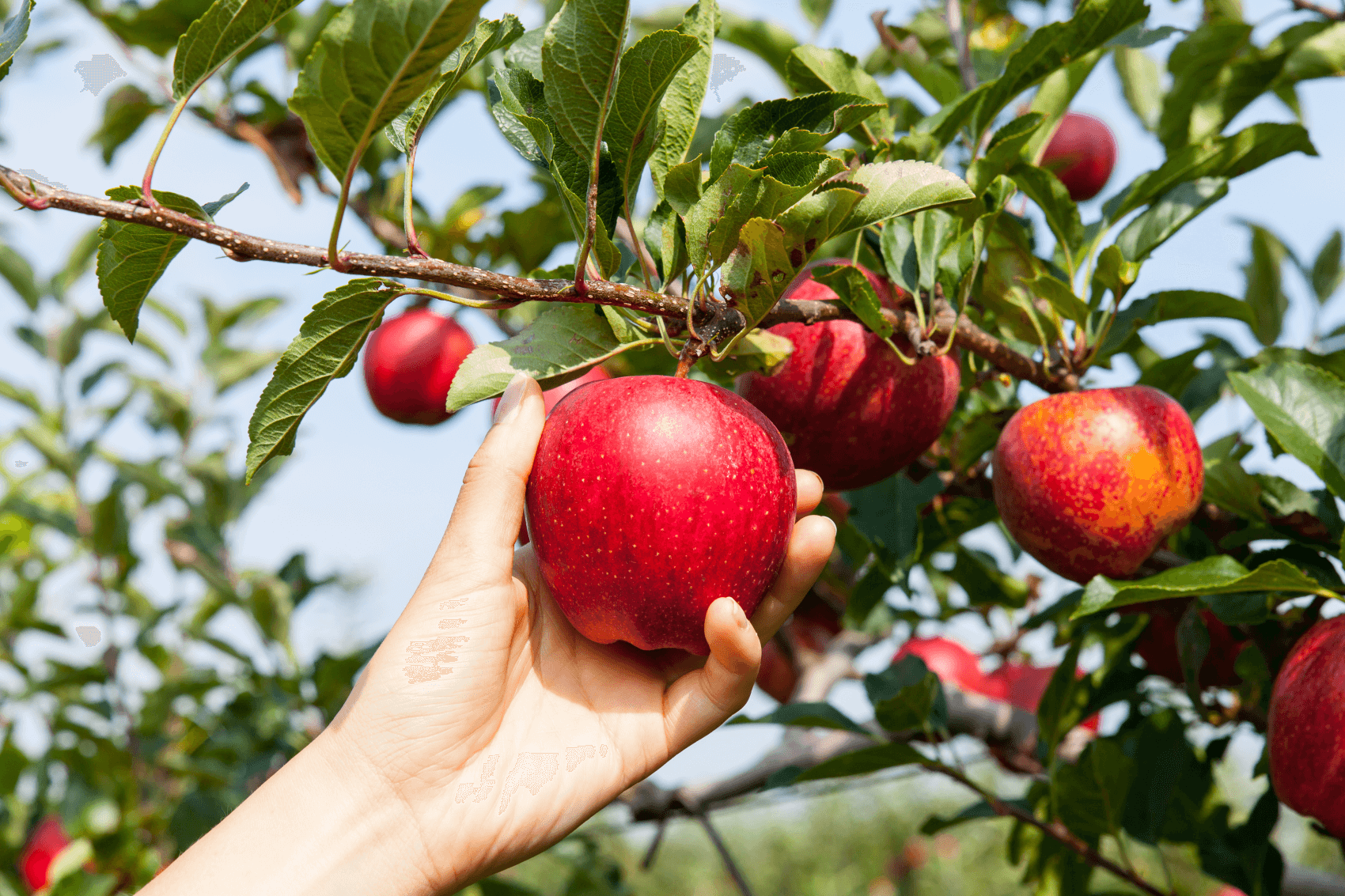 Brace Orchard Picking Fruit Apple Eaton PA