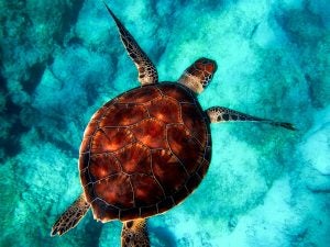 Turtle in Clear Water