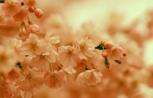 Cherry Blossom