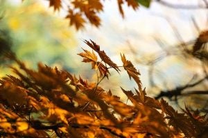 Fall Activities in Fairfax, VA - Jim McKay Chevrolet
