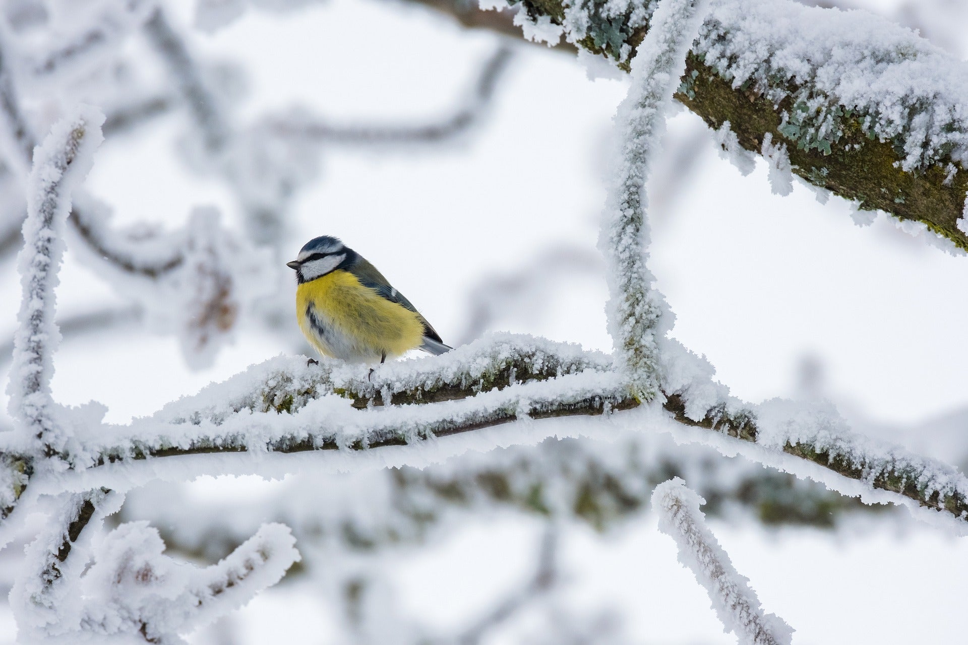 3 Great Spots for Birdwatching in Driving Distance of Wolf Point, MT