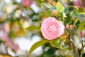 spring flowers. 