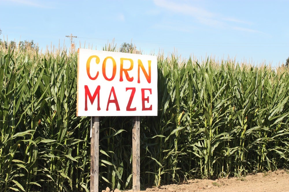 Corn Maze