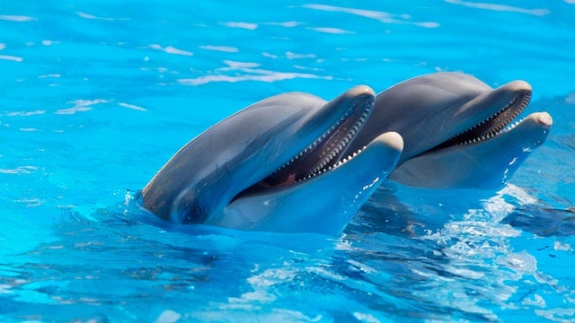 Swimming with Dolphins | Palm Coast