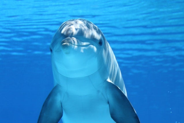 Dolphins in palm coast 