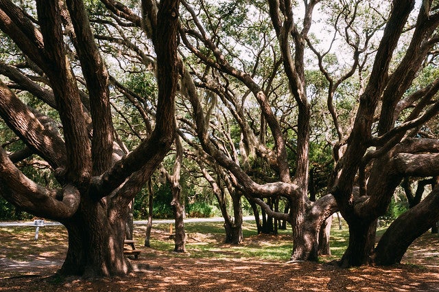 Dog Parks in Palm Coast, FL