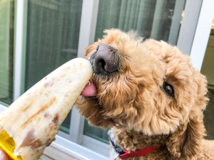 dog eating ice cream