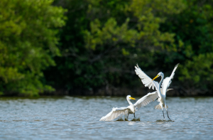 Birds on the water