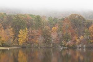 Lake in the Forest