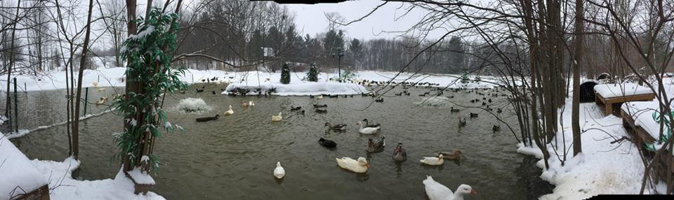 Michigan Duck Rescue and Sanctuary 