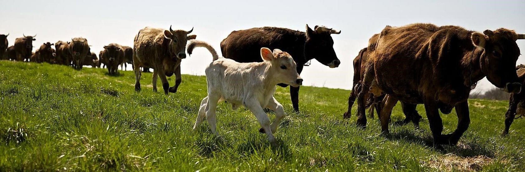 Traders Point Creamery