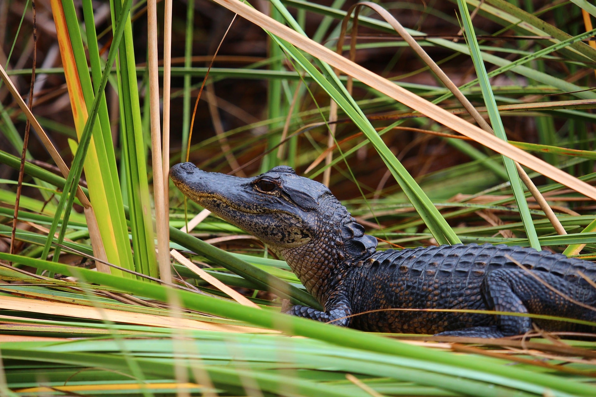 Hit the Road: 3 Great Day Trips to Take Near Plantation, FL