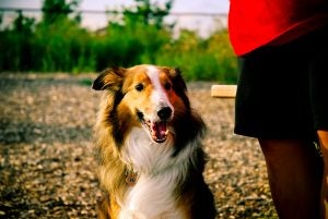 Dog in a Park in Fond du Lac WI