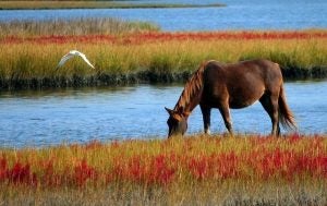 Horses 