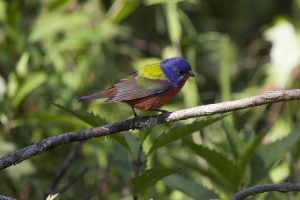 Where to Go Birding in Florida Orange Park, FL