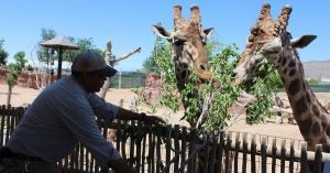 Giraffes at El Paso Zoo | Fox Lexus of El Paso in El Paso, TX