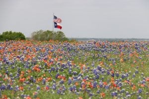 Bluebonnets near Kerrville, TX