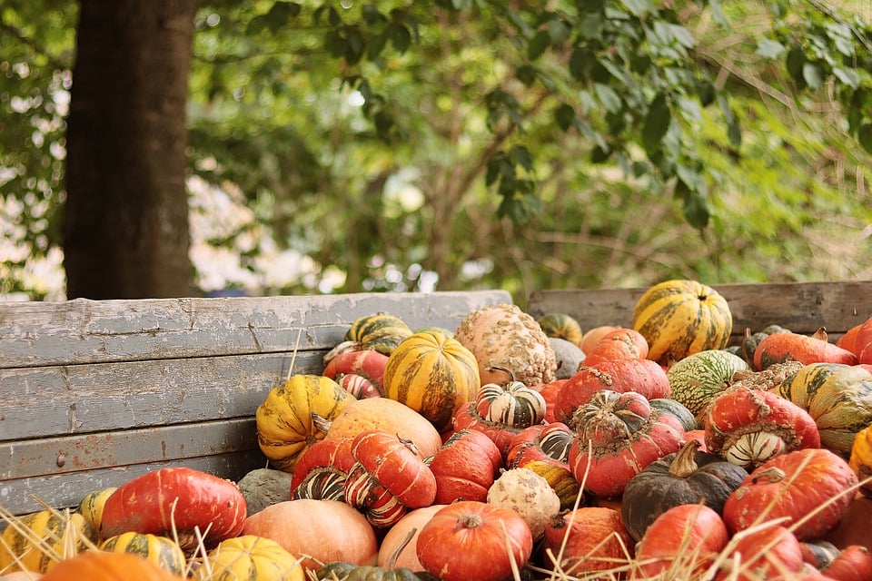 fall activities near fredericksburg texas 